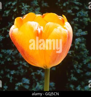Tulipa - `Beauty of Apeldoorn' (Darwin)   BUL066540 Stock Photo
